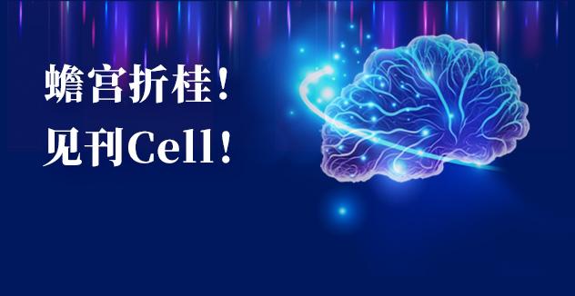 Cell项目文章 | 中国科学家解码人脑多区域时空发育奥秘！